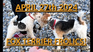 Fox Terrier Frolics.... 27th April 2024 by James Anderson 255 views 2 weeks ago 3 minutes, 48 seconds