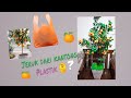 Cara Membuat Miniatur Pohon Jeruk dari Plastik Kresek