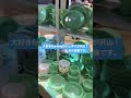 日本だったら一つ数万円!! ミシガンGlass Showは見るだけでも楽しい!#アメリカ #shorts #アンティーク #short  #激安