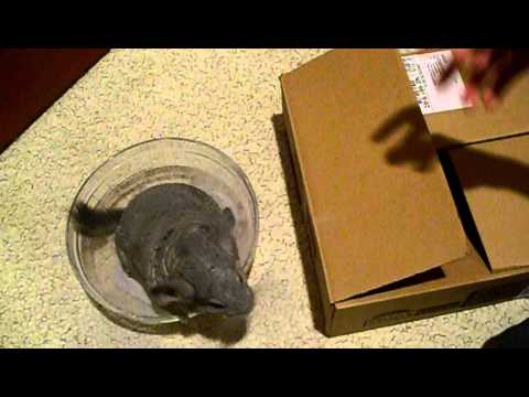 minecraft chinchilla