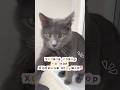 Обзор на мои любимые игрушки 🐈⬛🤫