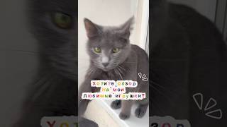 Обзор на мои любимые игрушки 🐈⬛🤫