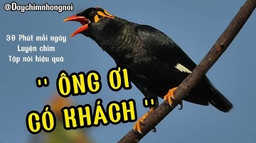 Dạy Chim Nhồng (Yểng) nói " ÔNG ƠI CÓ KHÁCH ", Ngoài ra cũng dạy được cho chim Vẹt , Sáo, Cưỡng  nói
