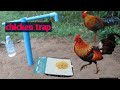 The forest chicken trap || wild chicken trap #trapfishing