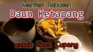 Cara Merebus Daun Ketapang dan manfaat untuk ikan cupang