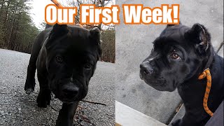 First Week With Our Cane Corso Puppy | Starting Basic Obedience