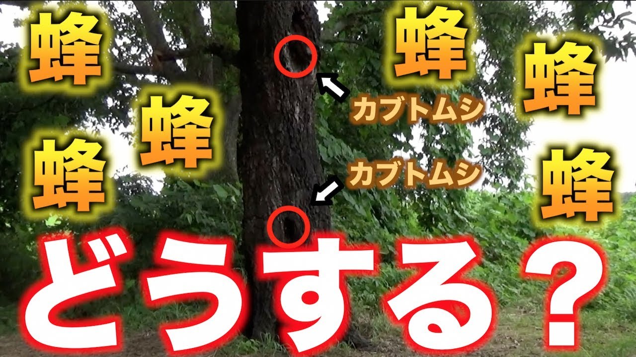 オオスズメバチだらけの木でカブトムシ採集【オオスズメバチの恐怖】