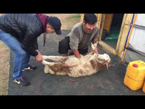 Warning: Ghenghis Khan Style Sheep Slaughter