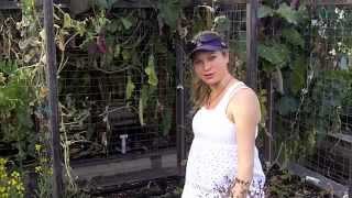 When to Harvest: beets, turnips and strawberries in may!