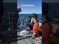 This is how scientists protect whales
