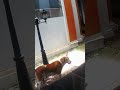 DOG Gives No F***S #shorts