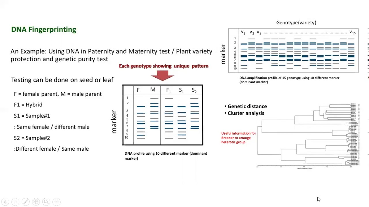 Molecular Breeding Part 1 YouTube