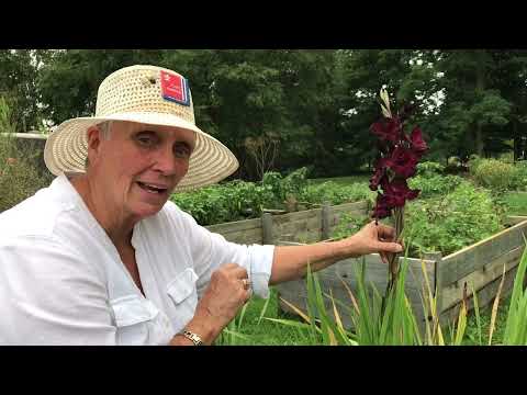 Video: Gladiolus-blaarvlekinligting – Diagnoseer Gladiolusblare met kolle