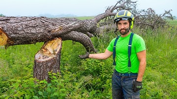 THE WORST WAY TO CUT A TREE | Don
