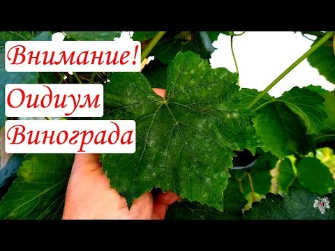 Внимание! Оидиум Винограда