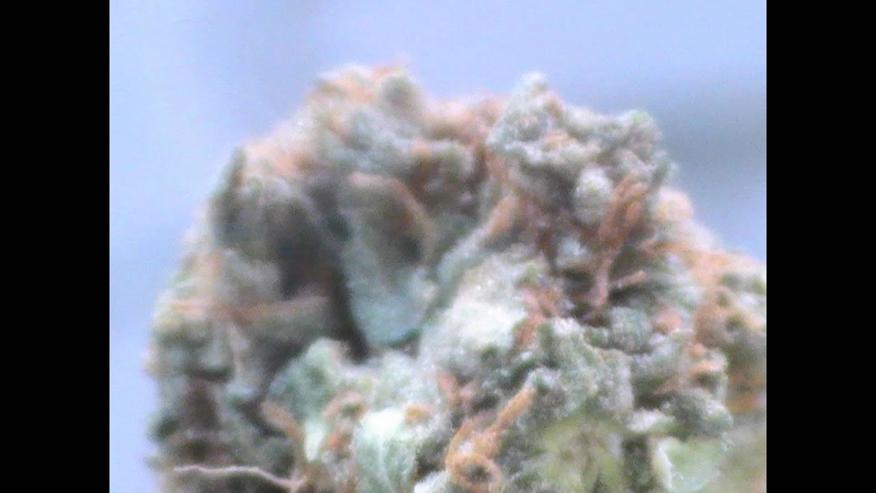 KGB (Killer Green Bud) Closeup