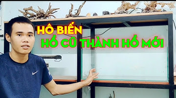 Loại Bỏ Vết Ố, Cặn Canxi, Tạp Chất Cho Hồ Cá