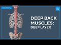 Deep muscles of the back: deep layer - Quick Anatomy