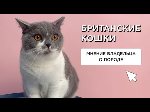 БРИТАНСКИЙ  КОТ - МНЕНИЕ ВЛАДЕЛЬЦА О ПОРОДЕ