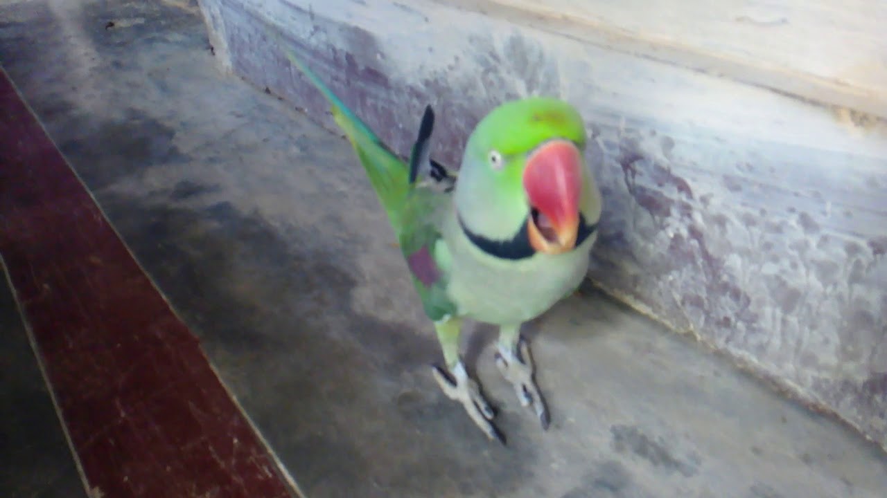 Parrot is speaking " mithu maa"