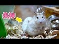 【ハムスター】マシュマロくんが失神しました Hamster fainted five times.