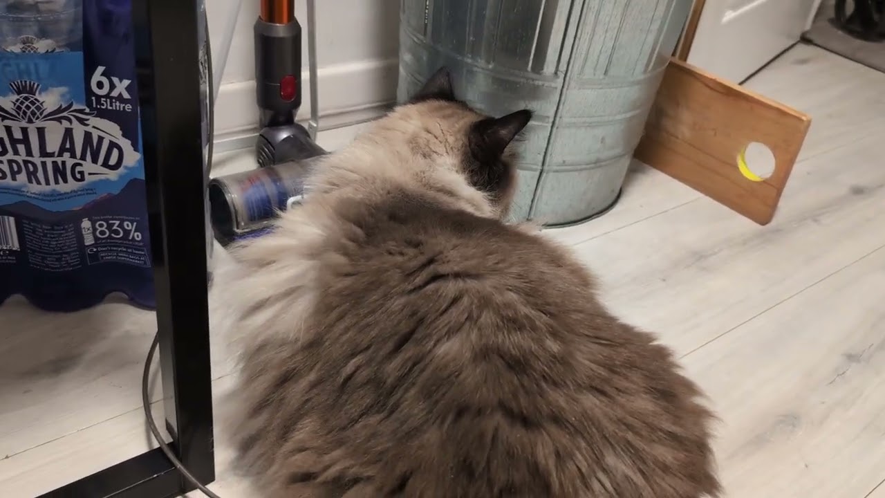 毎日リッちゃん2025/12/29