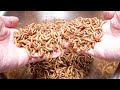 ミルワームを殖やし、大量のミルワームを育て上げるミルワミスト。【ミルワーム飼育繁殖の手順2026】