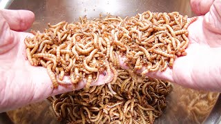 ミルワームを殖やし、大量のミルワームを育て上げるミルワミスト。【ミルワーム飼育繁殖の手順2026】