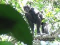 Adult male Bili ape, Gangu Forest