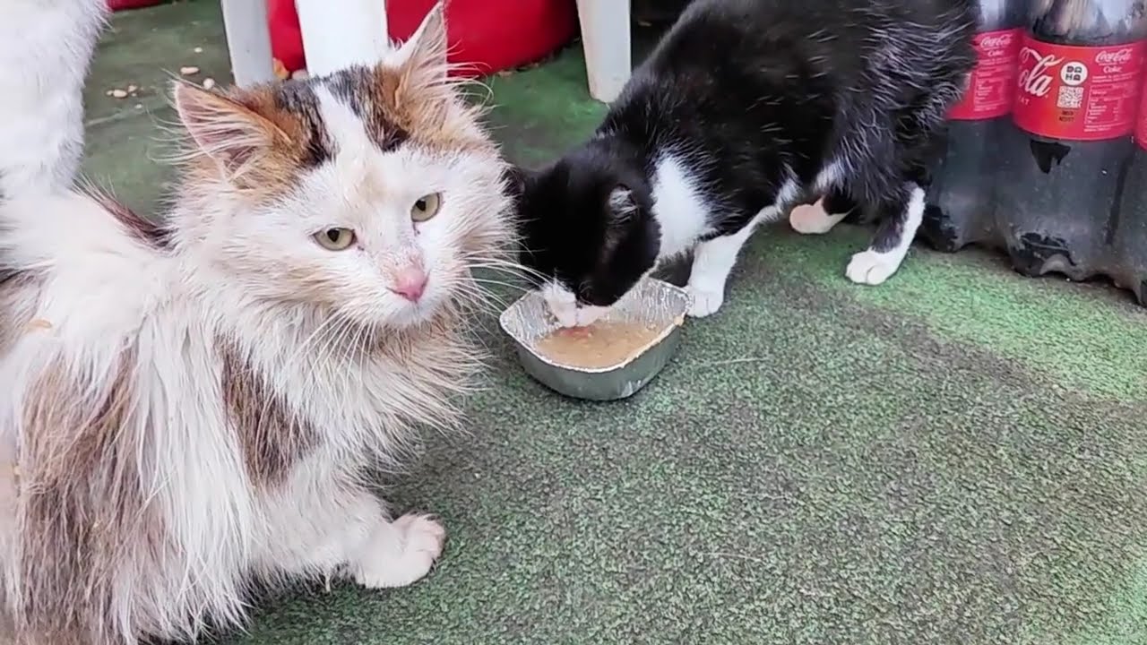 Кормим 40+ голодных кошек всего за $10! 🐱 (Домашний рецепт)