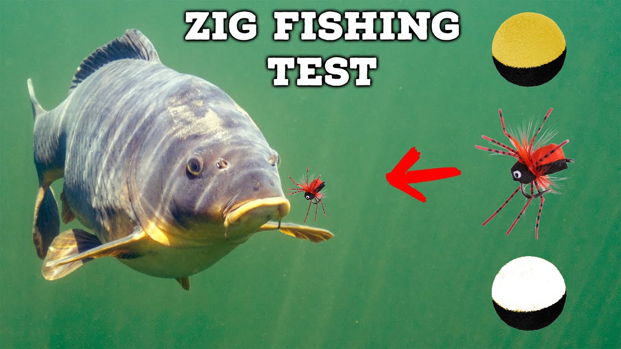 How do carp react to zig rigs? (First takes ever filmed underwater