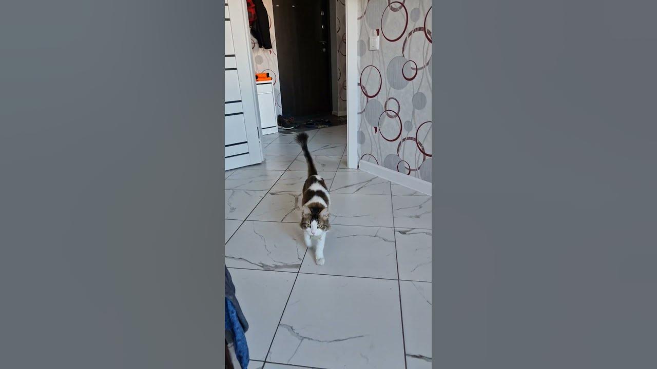 кото-пес - YouTube