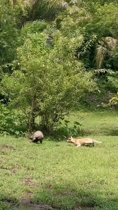 Luar biasa! Tragedi penyelamatan nyawa babi hutan terhadap serangan anjing | bidikan hebat. #shorts