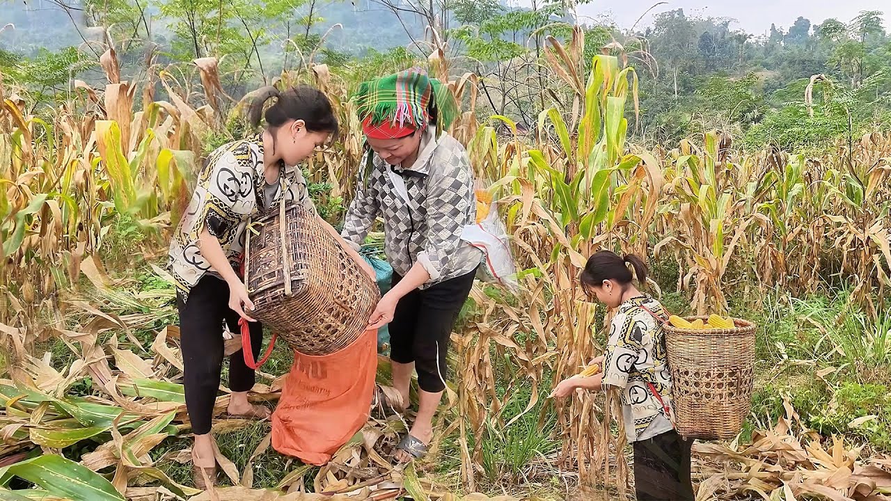 A Hard Life in the Forest: A 16-Year-Old Single Mom Works the Hills and Builds a Bamboo Fence