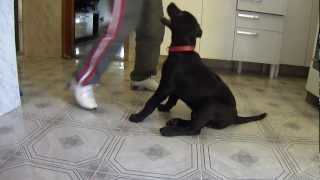 Thor - Labrador Retriever 3 meses