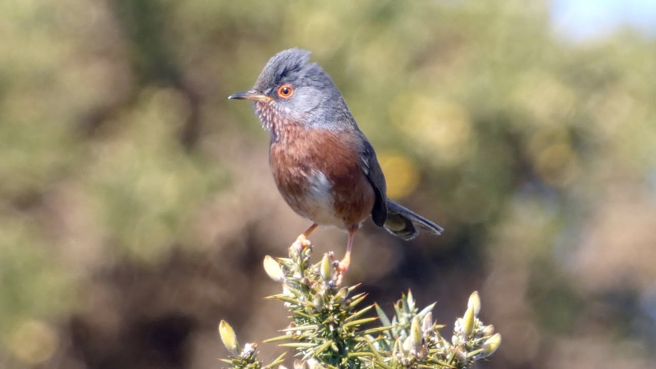 Dartford Warblers on a Dorset heath 