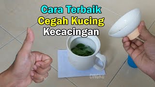 Cara cegah dan rawat kucing dari kecacingan yang saya paling suka