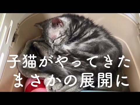 【お迎え初日】短足マンチカンの子猫がやってきたが、いきなり想定外だった