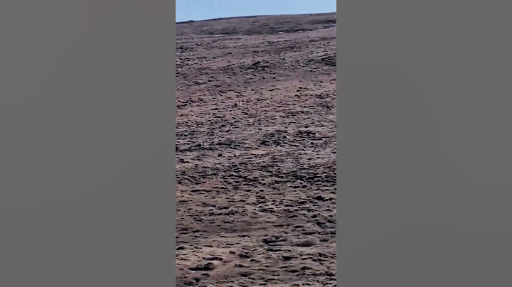 💥高原狼闯进牧场捕羊 被牧民家藏獒成功驱离！#animal 【跟着图尔去旅行】