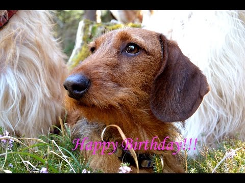 dachshund singing happy birthday