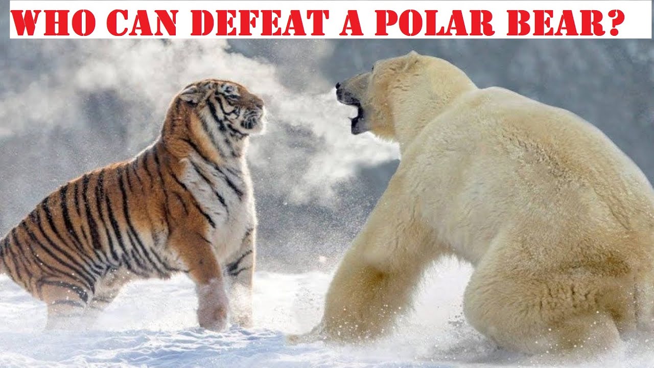 Who can defeat bear?