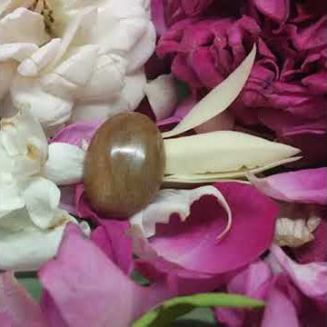 Mustika Dasyat Gembala Sapi