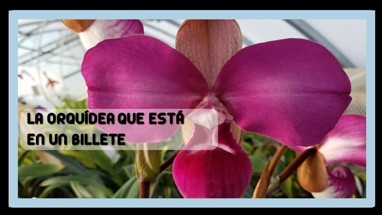 LA ORQUÍDEA MÁS CARA DE PERÚ