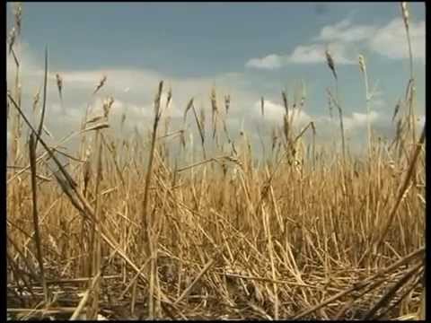 იქცევა თუ არა მილარის მიწები უდაბნოდ?