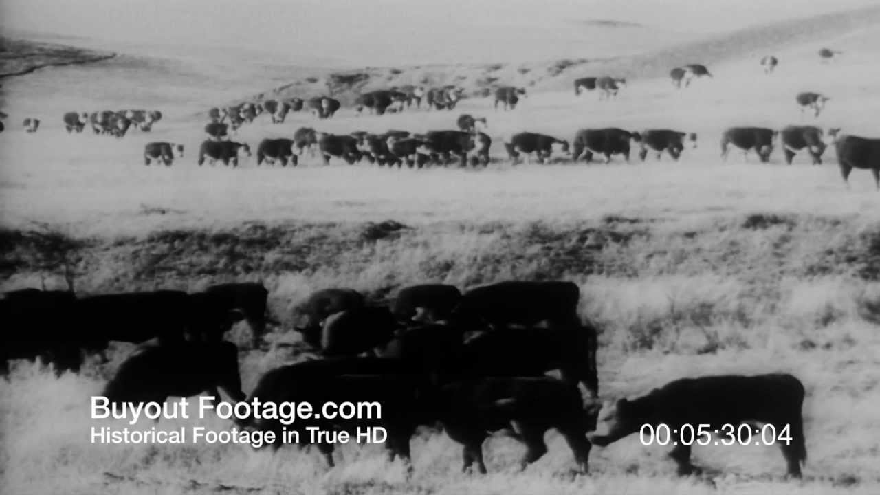 house of sand and fog sparknotes