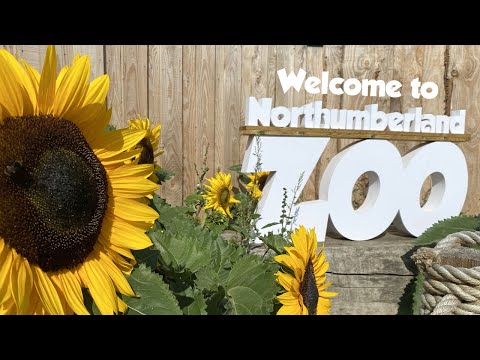 Video: Kada atsidarė Northumberlando zoologijos sodas?