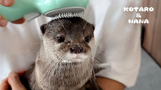 ブラッシングが気持ちよすぎてとろけちゃうカワウソ　Otters So Comfy Being Brushed