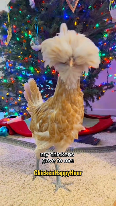 12 Days of CHICKmas 🐔🎄 #christmas #parody #chickens #rooster #funnyanimals
