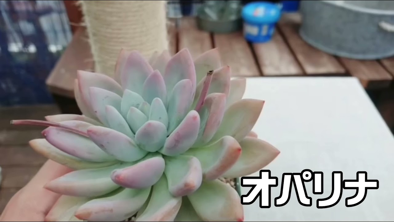 多肉植物 オパリナ Youtube