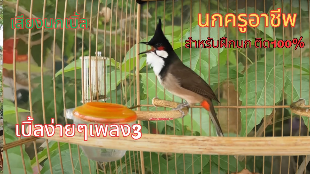 เสียงนกครู เบิ้ลร้อย เบิ้ล100 หาฟังยากมือใหม่สอนนกต่อเนื่องติดง่าย100% ...